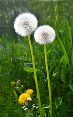 Image showing Dandelion seed's.