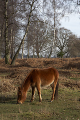 Image showing new forest pony