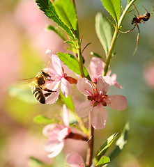 Image showing flying bee