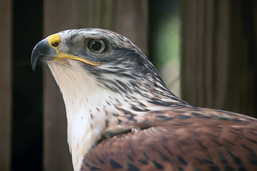 Image showing hawk profile