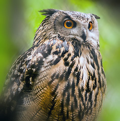 Image showing Spectacled Owl 