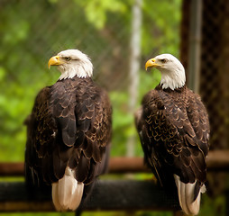 Image showing bald head eagle