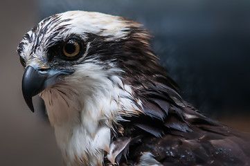 Image showing hawk profile