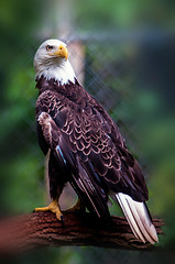 Image showing bald head eagle