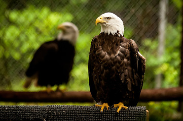 Image showing bald head eagle