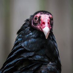 Image showing Portrait Turkey vulture (Cathartes aura) 