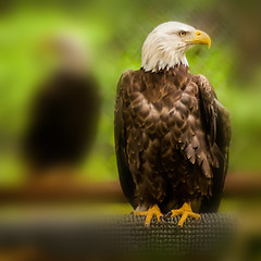 Image showing bald head eagle