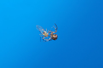 Image showing Spider eating Aphid