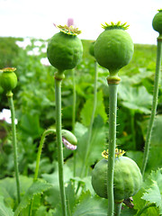 Image showing green heads of the poppy