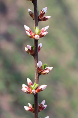 Image showing unopened buds of Prunus tomentosa's flowers