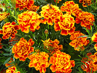 Image showing beautiful flower of tagetes