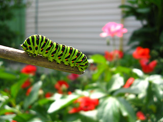 Image showing Caterpillar of the butterfly  machaon on the stick