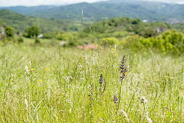 Image showing wild meadows in Liguria, Italy