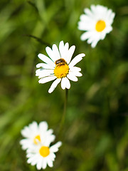 Image showing Chamomile flowers and bee