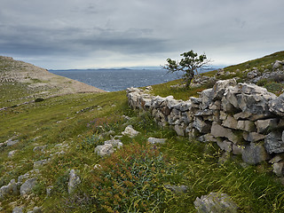 Image showing Lonely tree in cloudy and windy morning