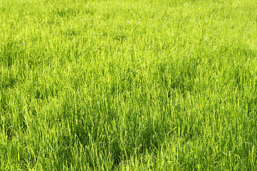 Image showing Green sunny grass background