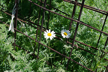 Image showing Chamomile flowers and rusty steel