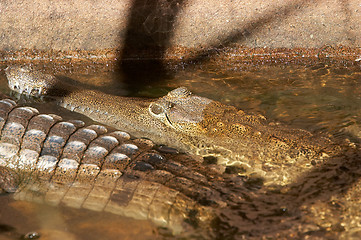 Image showing Crocodiles