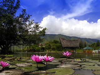 Image showing Lotuses and Gazebo.