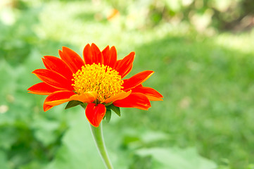 Image showing Mexican Sunflower