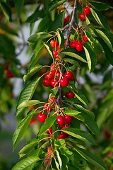 Image showing Cherry