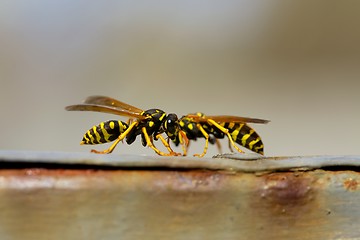 Image showing Bees