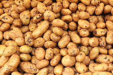 Image showing many raw potato