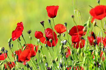 Image showing red poppy flowers in field