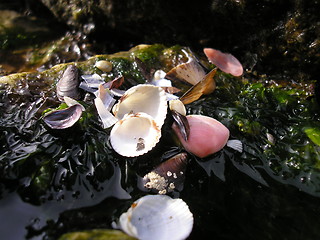 Image showing Seashells