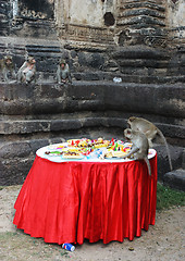 Image showing Monkey feast