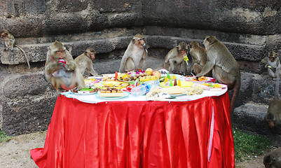 Image showing Monkey feast