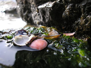 Image showing Seashells and water