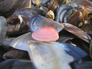 Image showing Pink Seashell