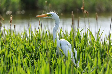 Image showing White Egret  