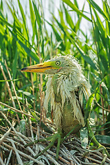 Image showing White Egret chick