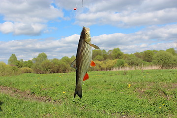 Image showing Beautiful caught chub