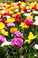 Image showing Tulips garden