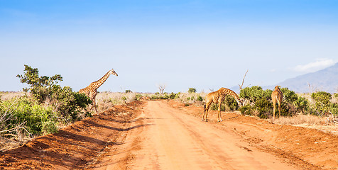 Image showing Free Giraffe in Kenya