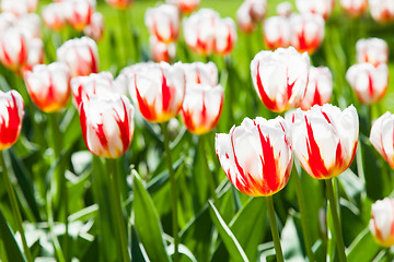 Image showing Happy Generation tulip