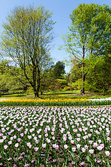 Image showing Tulips garden