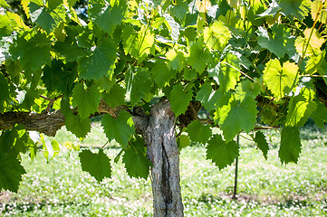 Image showing vineyard farm