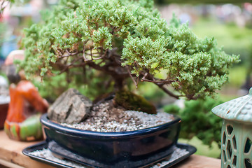 Image showing miniature bonsai japanese tree in a pot