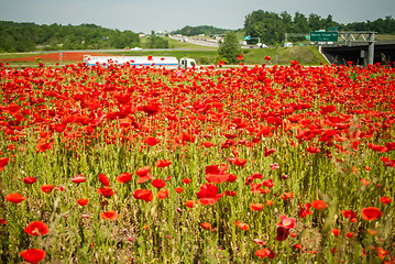 Image showing red poppy field near highway road