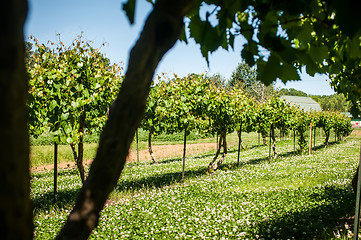 Image showing vineyard farm