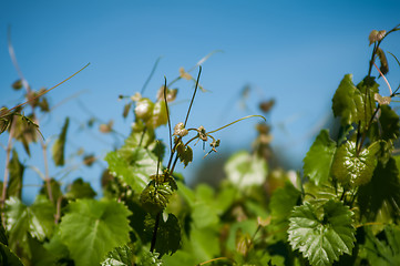 Image showing vineyard farm