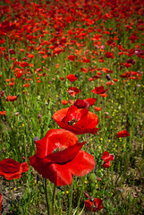 Image showing poppy field  