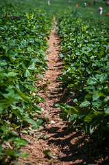 Image showing strawberry farm field