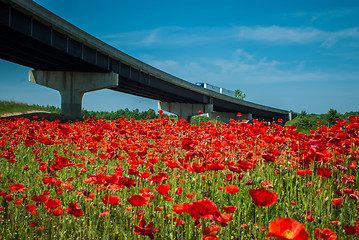 Image showing red poppy field near highway road