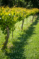 Image showing vineyard farm