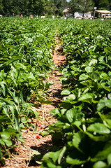 Image showing strawberry farm field